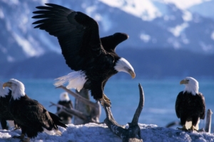 Wings Extended Bald Eagles886269624 300x200 - Wings Extended Bald Eagles - Wings, Patriot, Extended, Eagles, Bald